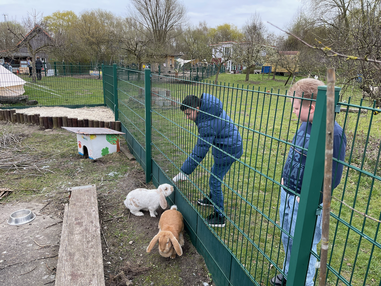 Auf der Erlebnisfarm Ohlenhof: Jungen am Kaninchegehege